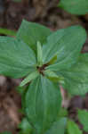 Green trillium